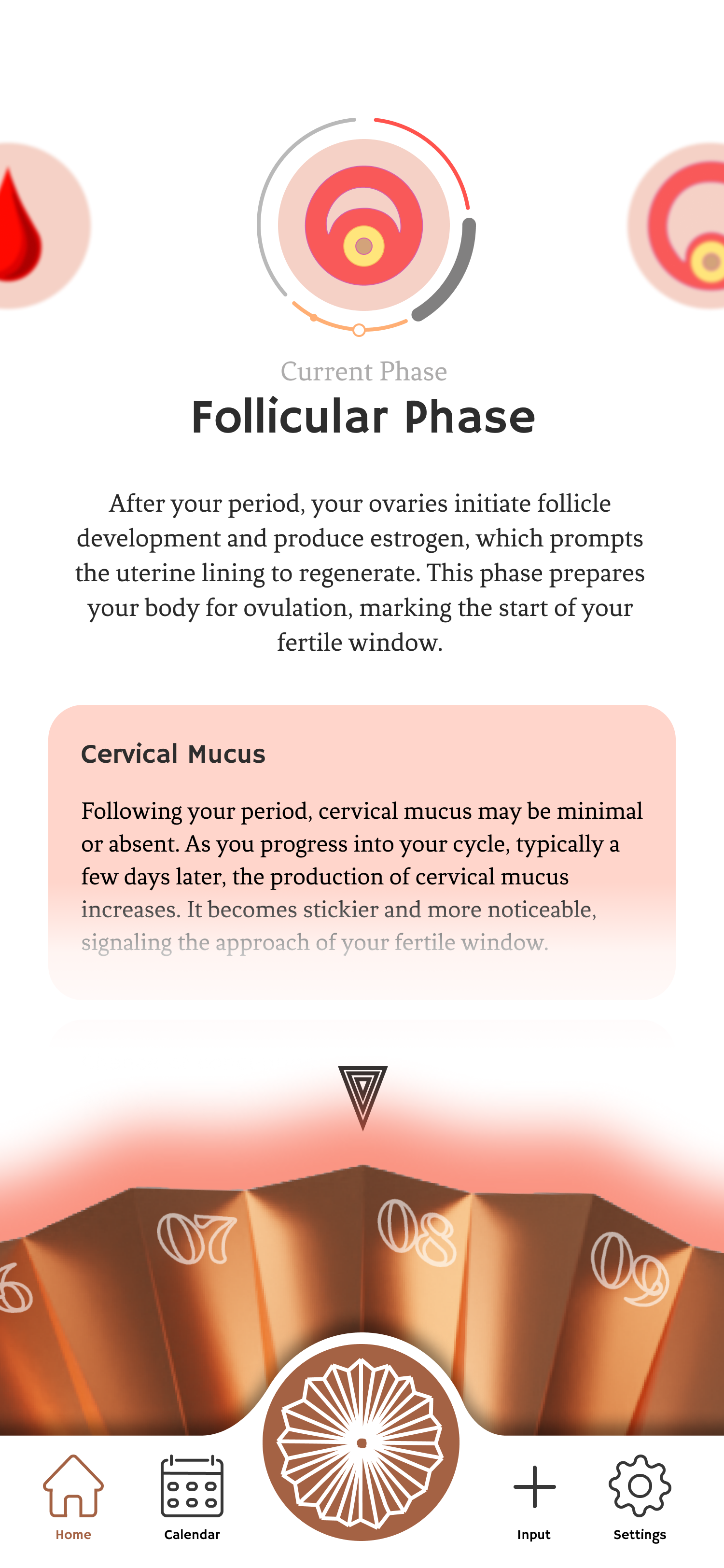 Period phase detail screen with explanation and possible symptoms